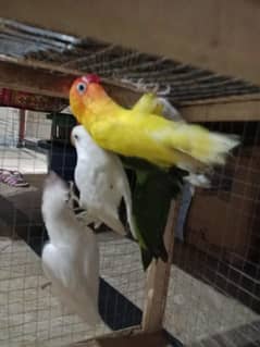 lovebirds