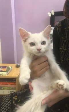 male cat Persian