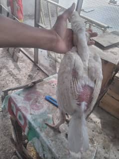 White aseel female for sale high quality