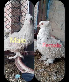 Bredr pair with breeding history