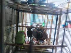love bird
