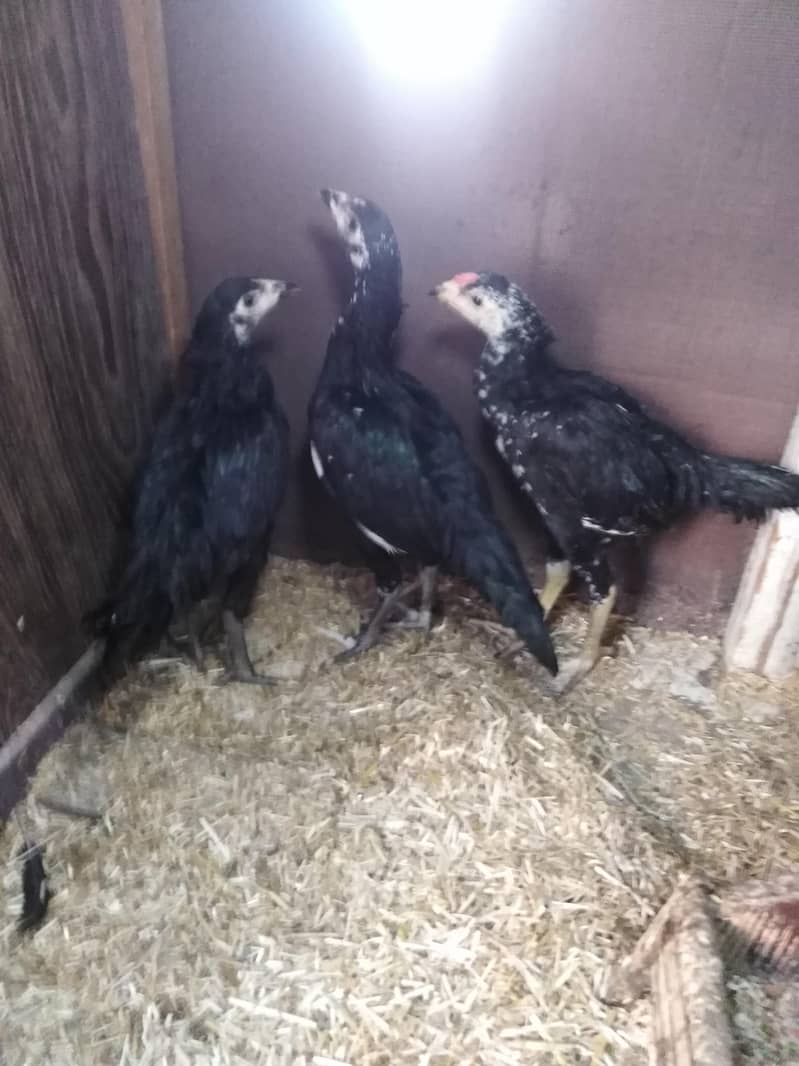 Thai aseel black murgian and murgay. 1