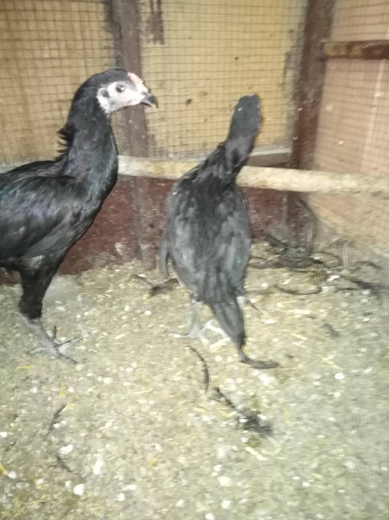 Thai aseel black murgian and murgay. 2