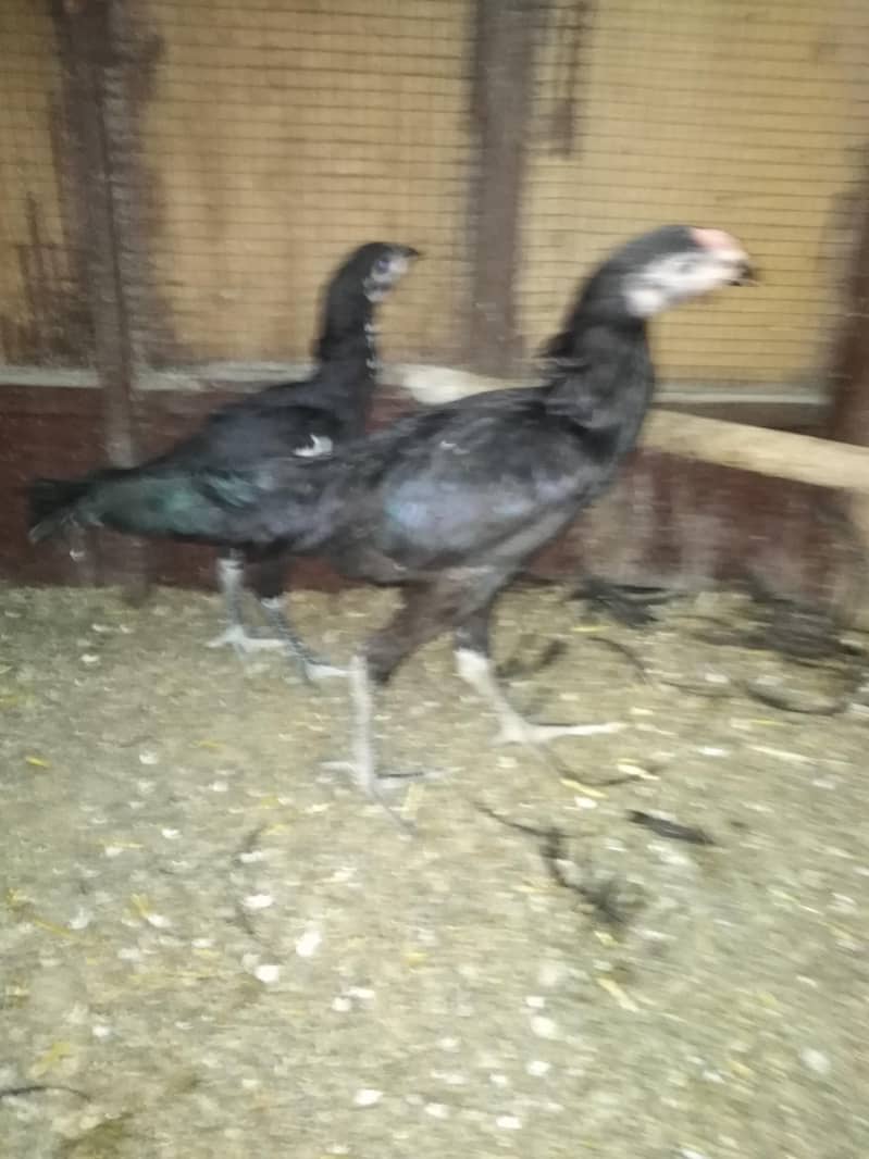 Thai aseel black murgian and murgay. 3