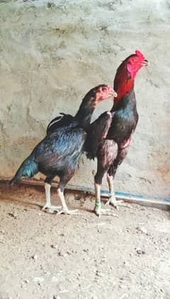 Thai burmi Eggs for sale location sheikhupura