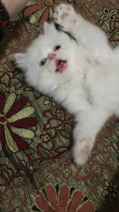 Persian kitten punch face