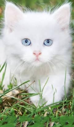 Persian cat kittens for sale