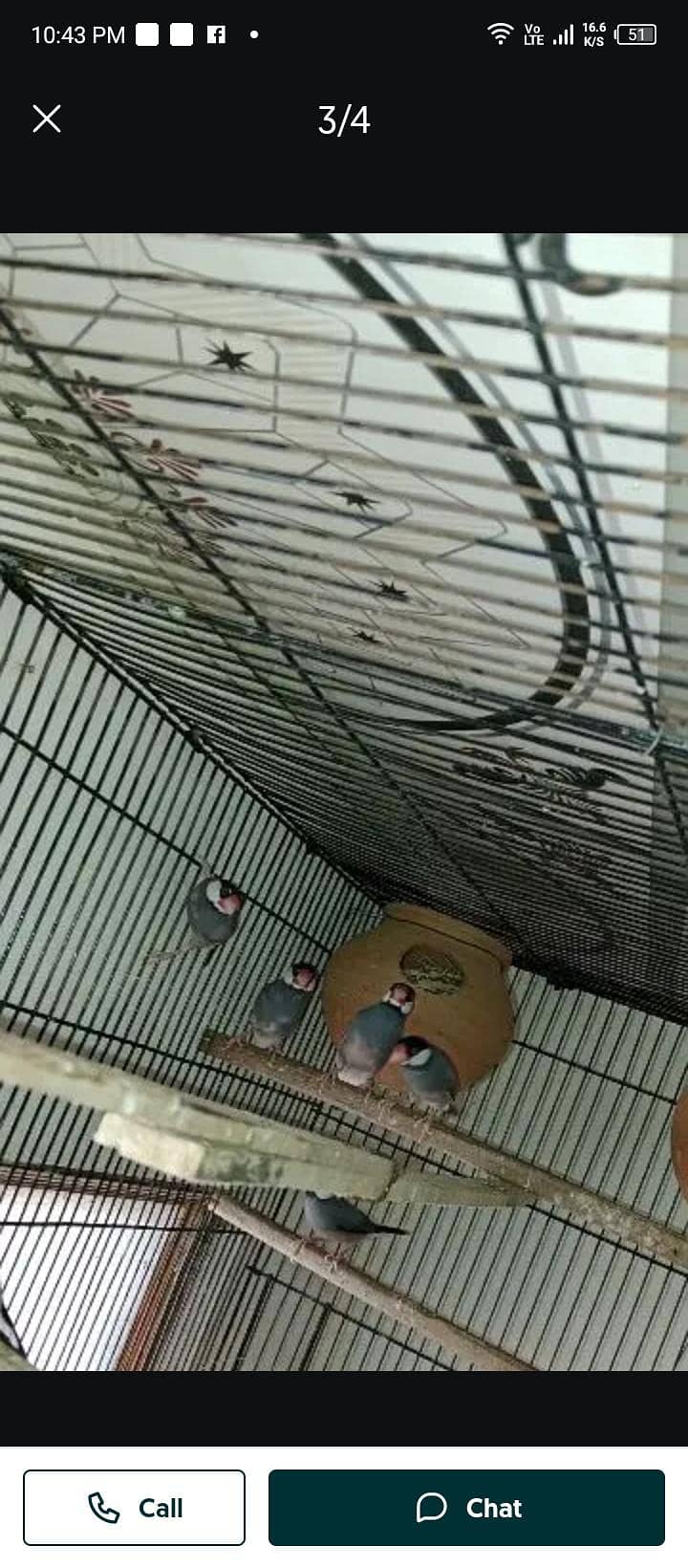 java bird 2