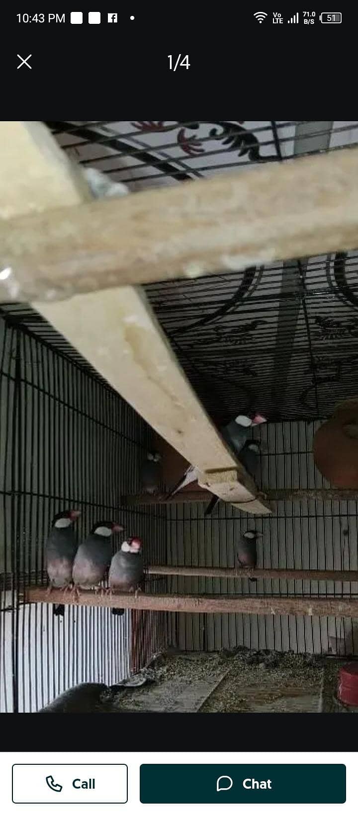 java bird 4