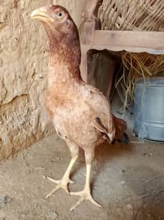 Aseal hen