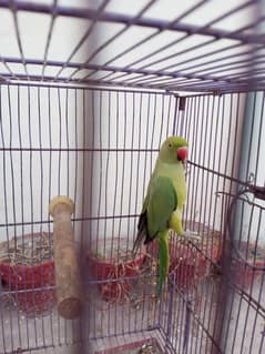 ringneck