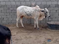 Desi bail donda
