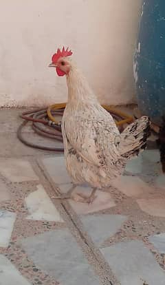 murghi for sale