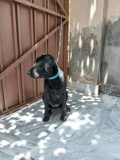 Labrador