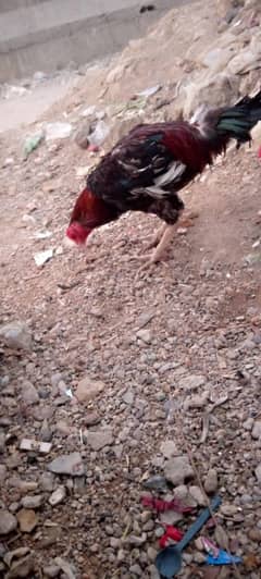 aseel