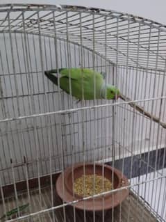 ringneck parrot