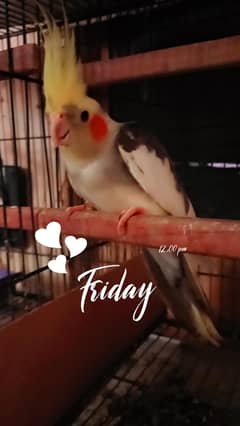 parrot