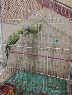 RING NECK PARROT PAIR FOR SALE WITH CAGE