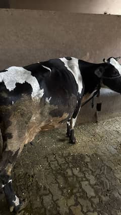 Cows