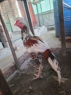 Premium Pure Aseel Rooster – Champion Bloodline – Just 5000 PKR