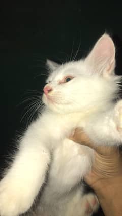 Kitten