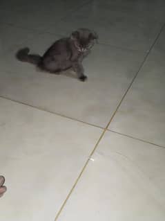 perssion cat triple coat
