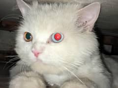 Blue eyes cat