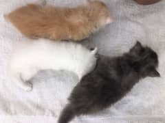Persian