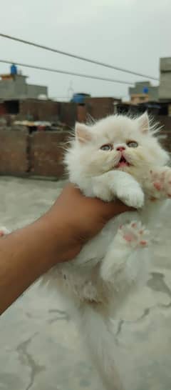 kittens for sale