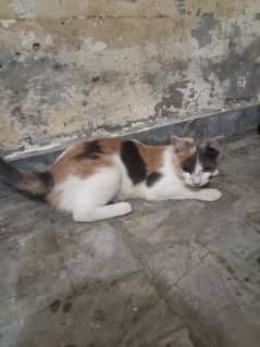 Cat for sale