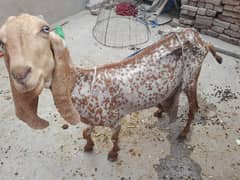 Makhi Cheni Bakri or 2 female kids