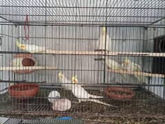 Cockatiel