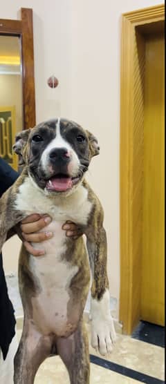 American Bully female age 5 months very good quality.