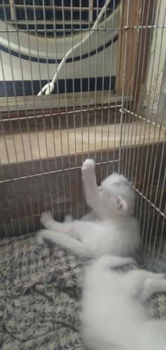 white long coat Persian female kitten for sale beautiful and healthy