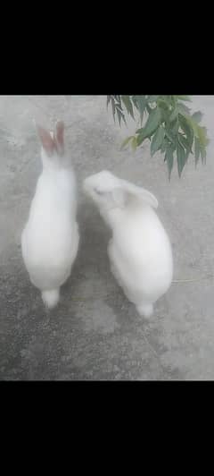 Two white rabbits