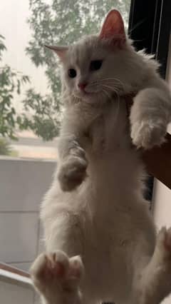 2 cats urgert sale