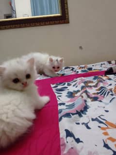 Persian Kittens for sale