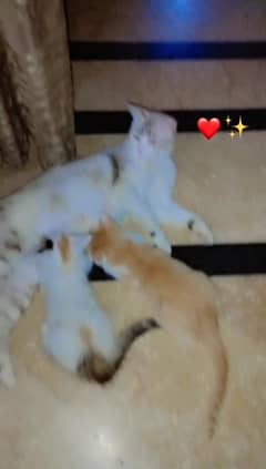 Persian Cats