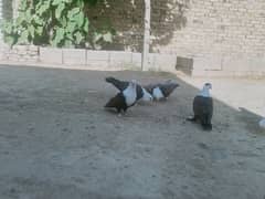 Best pegions for sell