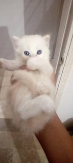baby Persian cats with blue eyes