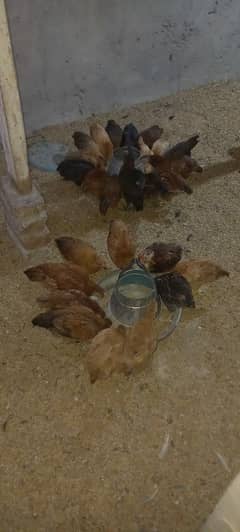 desi chickens vaccine complete