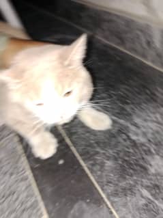 Persian cat