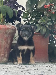 Puppy German Shepard + a German breed