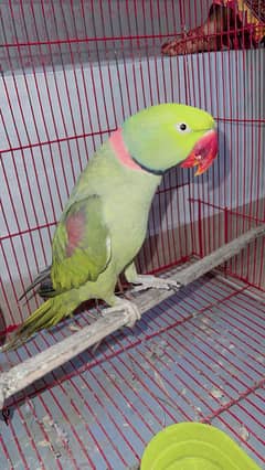 Raw parrot pair so beautiful urgent sale