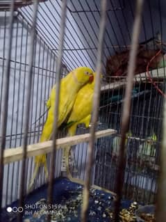 yellow ringneck breeder pair hai aik br breed ki hai or