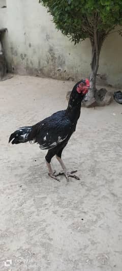 Animal