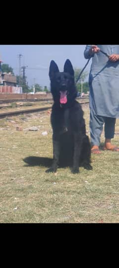 German shepherd