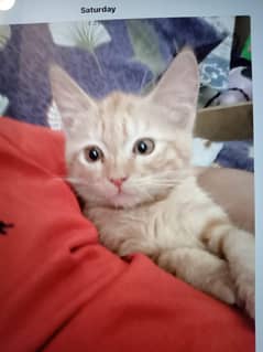 Half Persian ginger cat for sale