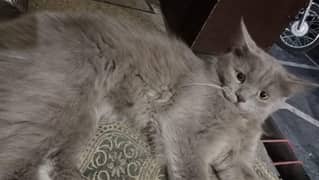 Persian cats available male female pair