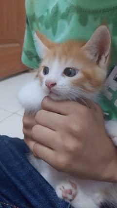 Kittens for sale